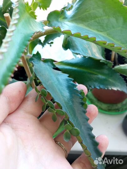 Каланхоэ лечебное дегремона комнатный цветок