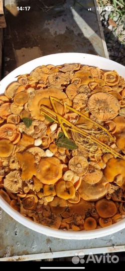 Грибы рыжики соленые