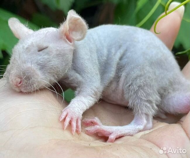 Питомник. Дамбо крысы, крысята, крыса