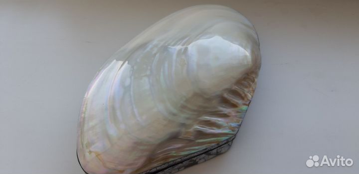 Ракушка-шкатулка большая