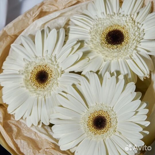 Герберы цветы букеты с доставкой