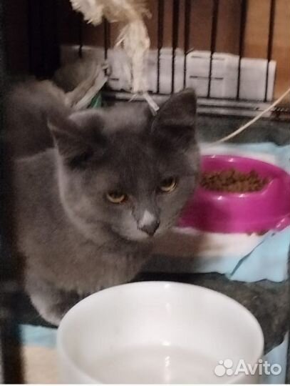 Кошка