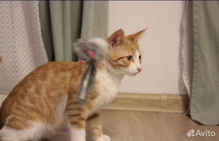 Рыжий котенок 4-5 месяцев Золтон в добрые руки