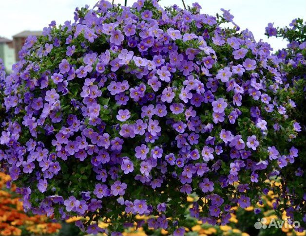 Вегетативная бакопа