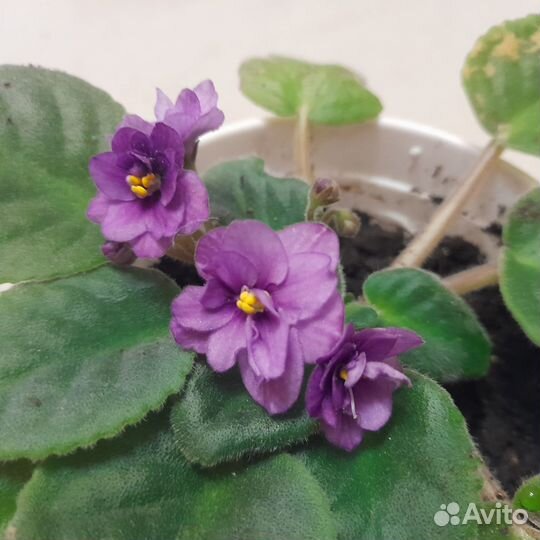 Детка фиалки с цветом