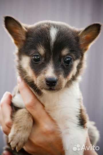 Щенок маленькой собаки бесплатно