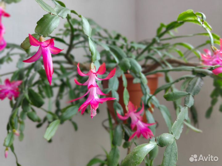 Комнатные растения, цветы домашние