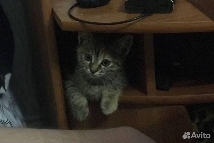 Кошки в добрые руки