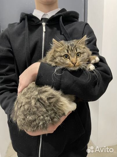 Котенок мышеловка
