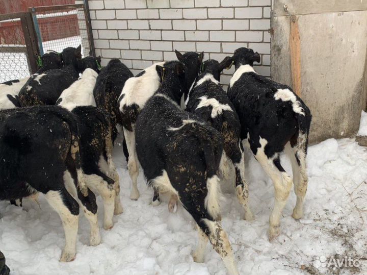 Бычки телята