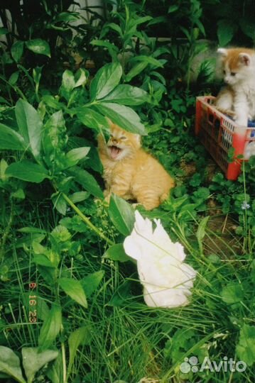 Котята в добрые руки