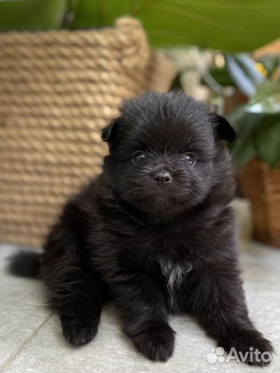 Черные медвежата