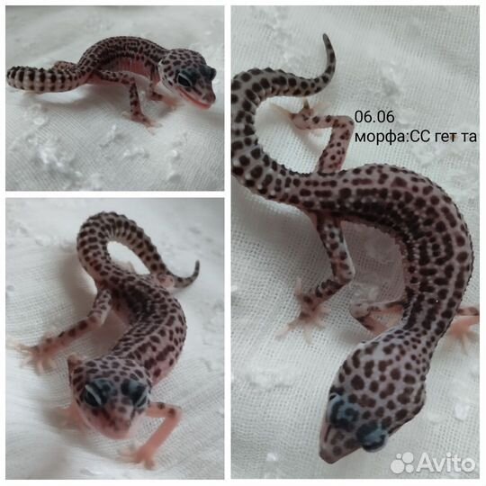 Геккон эублефар