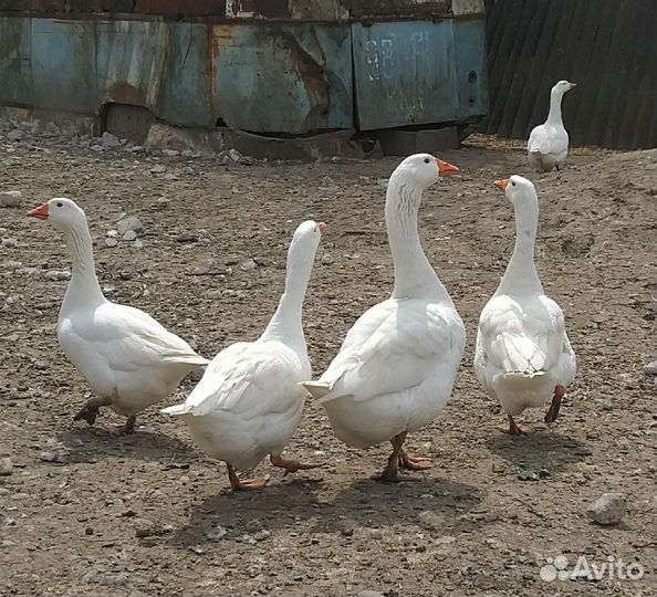 Гусь
