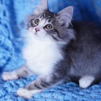 Сибирский котёнок, Белгород