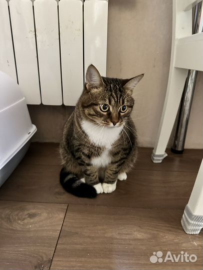 Отдам кота в добрые руки