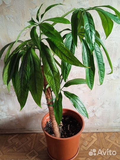 Антуриум avaliable