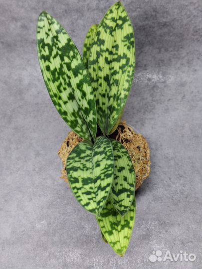 Paphiopedilum maudiae var black орхидея