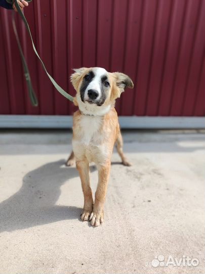 Щенок в добрые руки