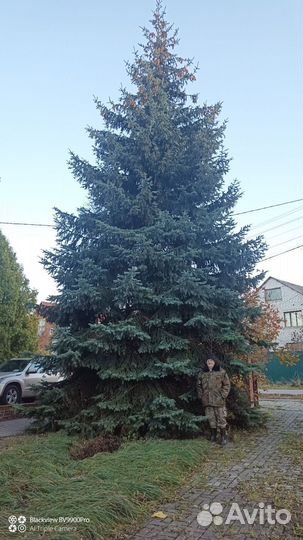 Ель голубая