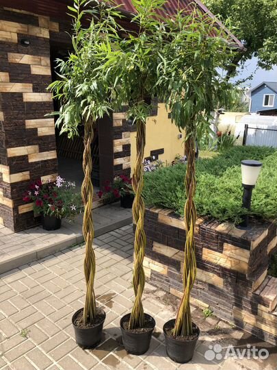 Живое дерево витое