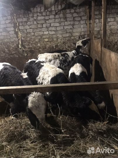 Крс бычки телята