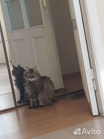 Добрый и ласковый котик Богдан