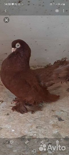 Продажа голубей