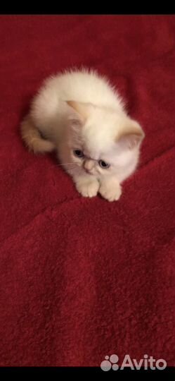 Котенок экзот