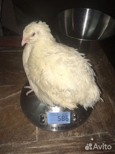 Инкубационное яйцо перепела техасец утяжеленный