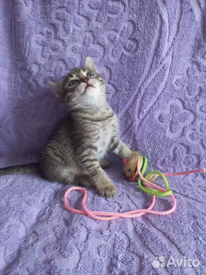 Котенок девочка