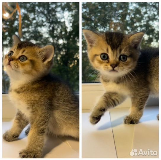 Шотландские котята