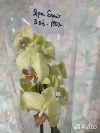 Орхидея фаленопсис