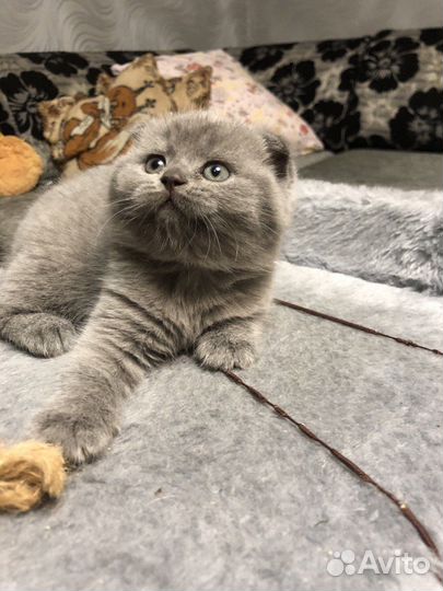 Шотландские котята