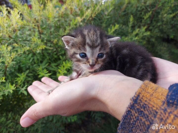 Котята с ладошку