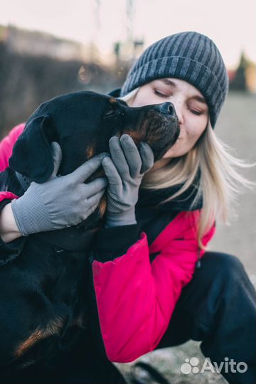 Дрессировка собак, передержка собак, кинолог