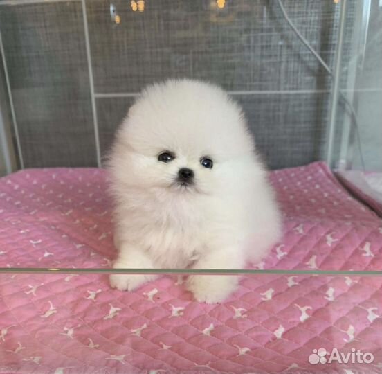 Супер шпиц мини тип мишка на подушку