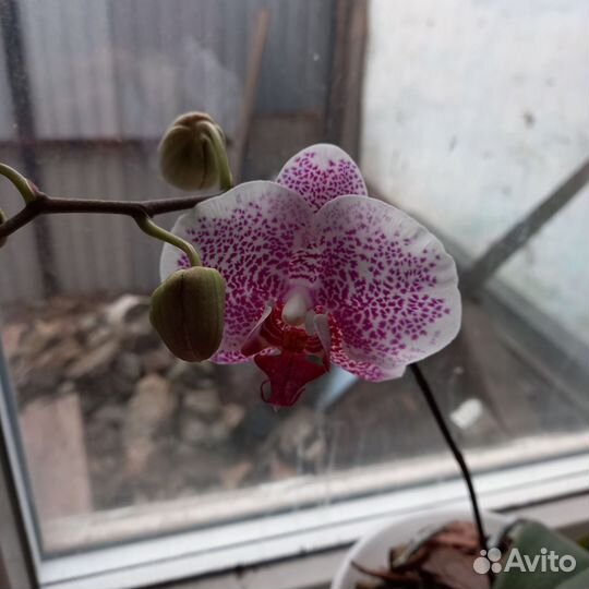 Цветоносы от орхидеи цветущие на срез