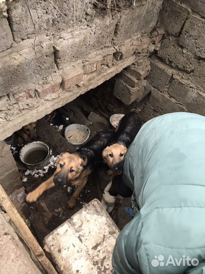Щенок в добрые руки
