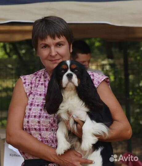 Кавалер кинг чарльз Спаниель вязка