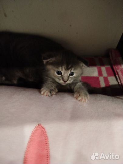 Котята