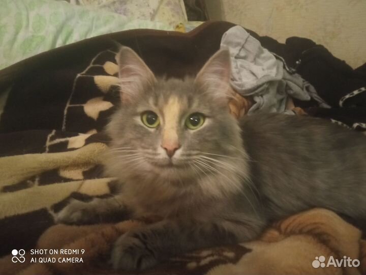 Кошка в дар