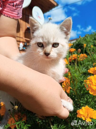 Котята британцы