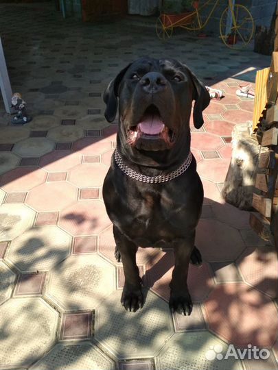 Кане корсо вязка