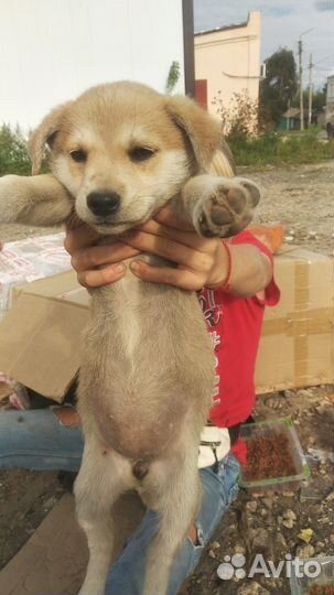Щенки бесплатно