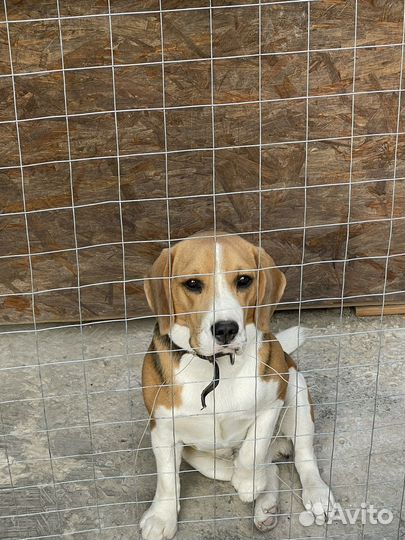 Кобель вязка бигль