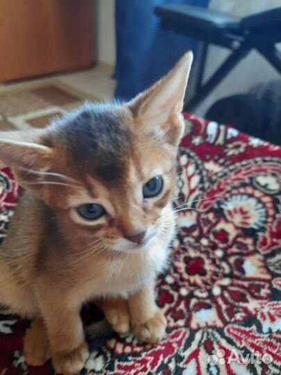 Абиссинская