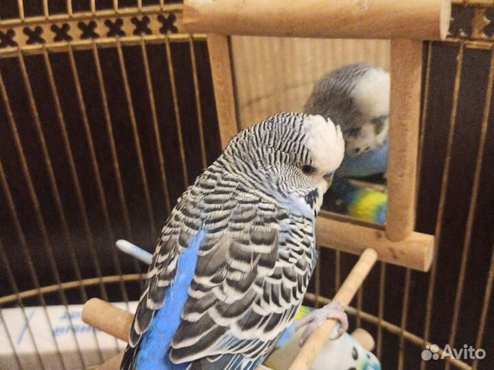 Волнистый попугай девочка(без клетки)