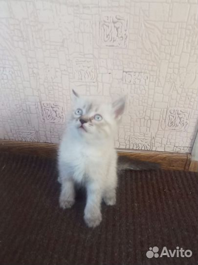 Отдам кошечку