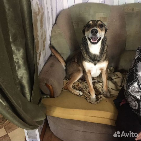 Собака в добрые руки